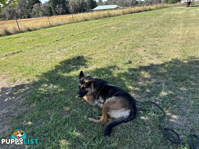 Gorgeous Female German Shepherd