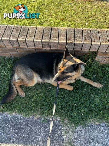 Gorgeous Female German Shepherd