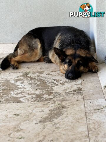 Gorgeous Female German Shepherd