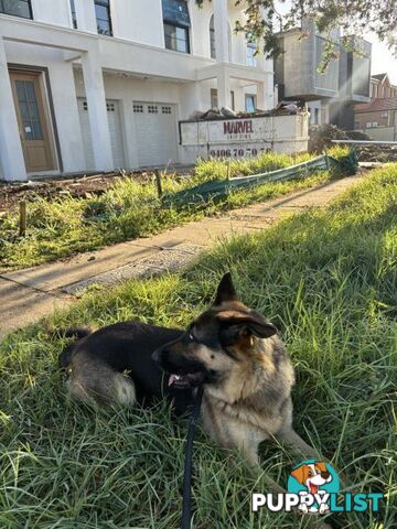 Gorgeous Female German Shepherd