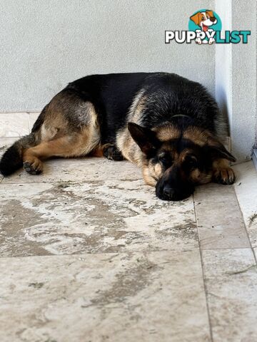 Gorgeous Female German Shepherd