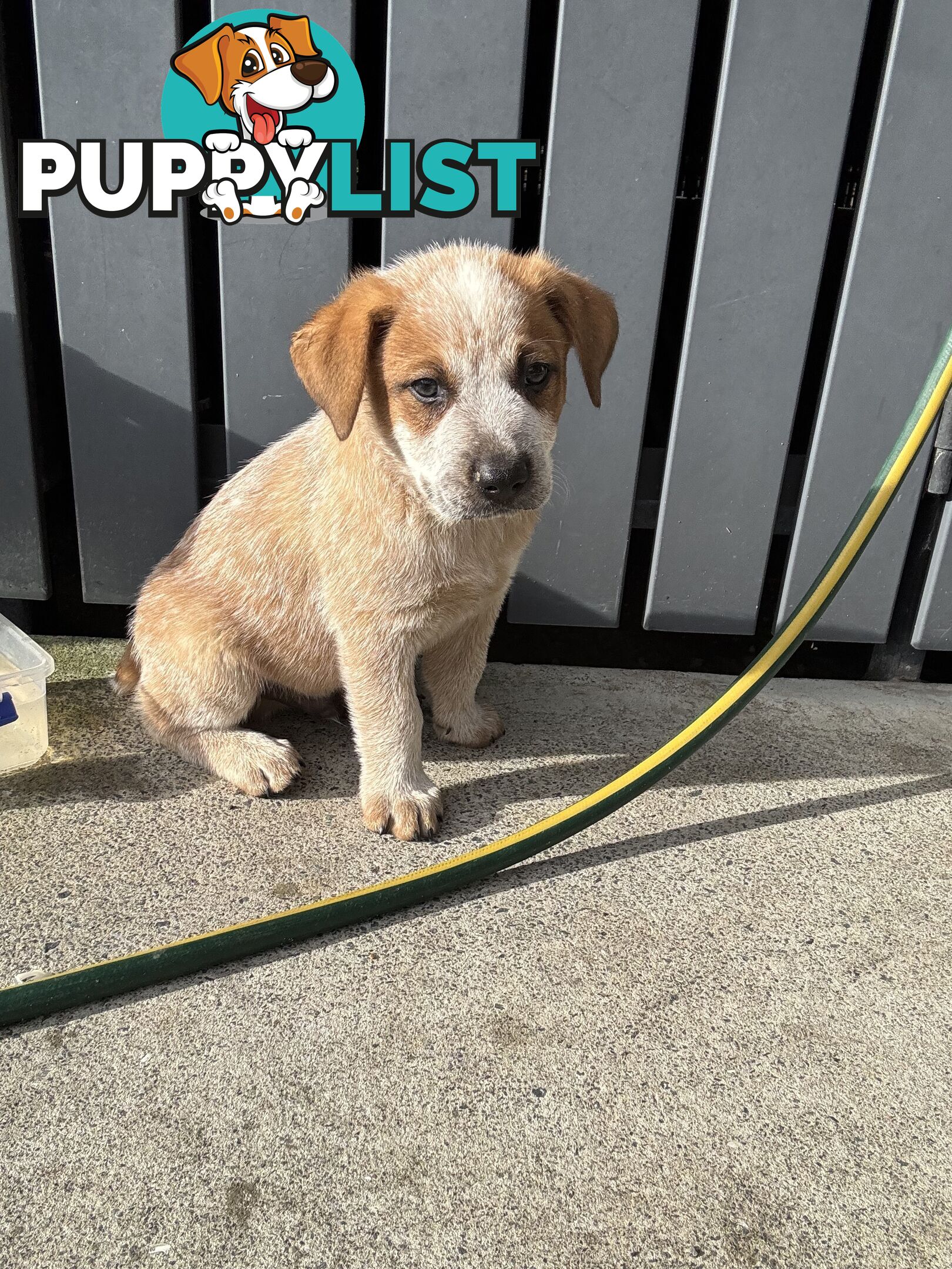 Purebred Red Cattle Dog puppies