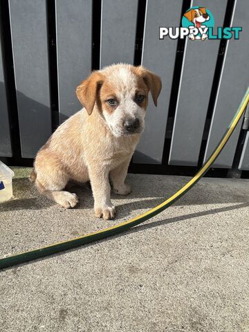 Purebred Red Cattle Dog puppies