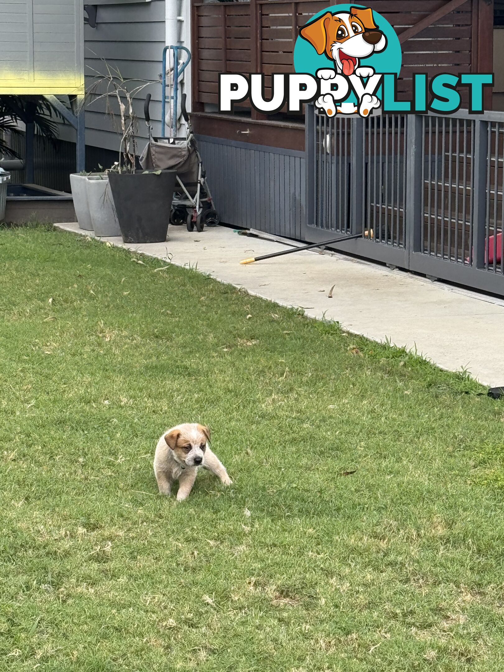 Purebred Red Cattle Dog puppies