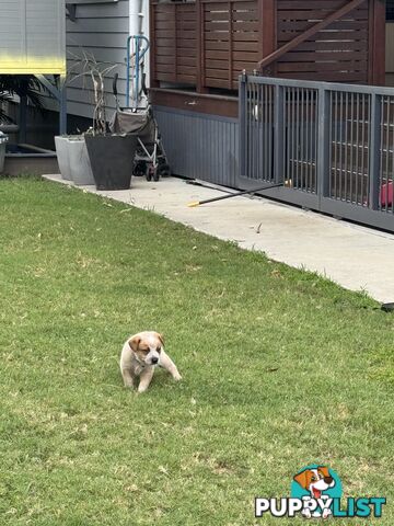 Purebred Red Cattle Dog puppies