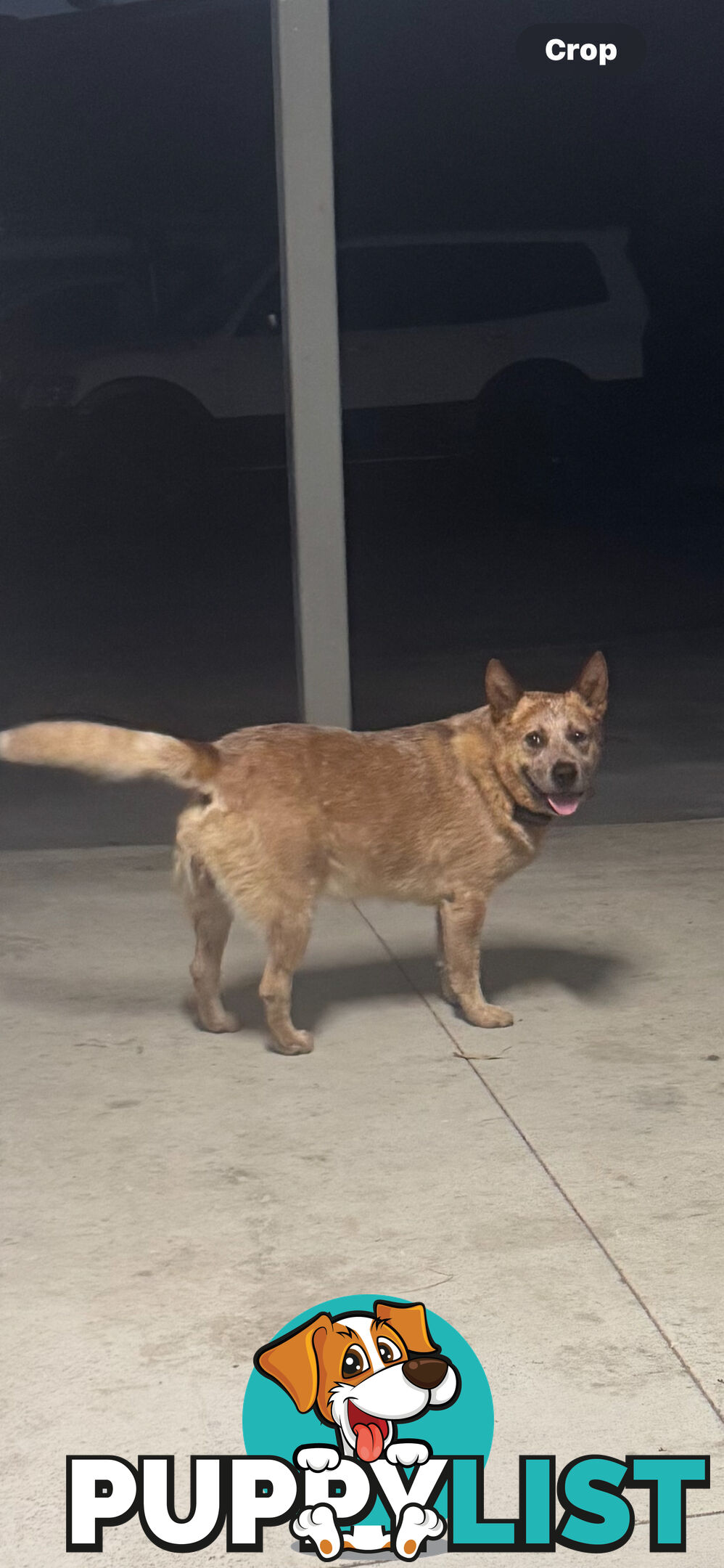 Purebred Red Cattle Dog puppies