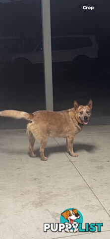 Purebred Red Cattle Dog puppies