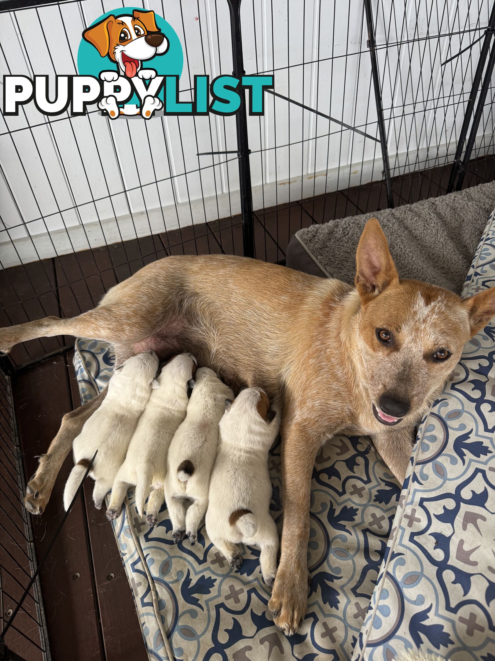 Purebred Red Cattle Dog puppies