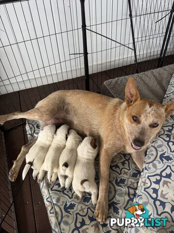 Purebred Red Cattle Dog puppies