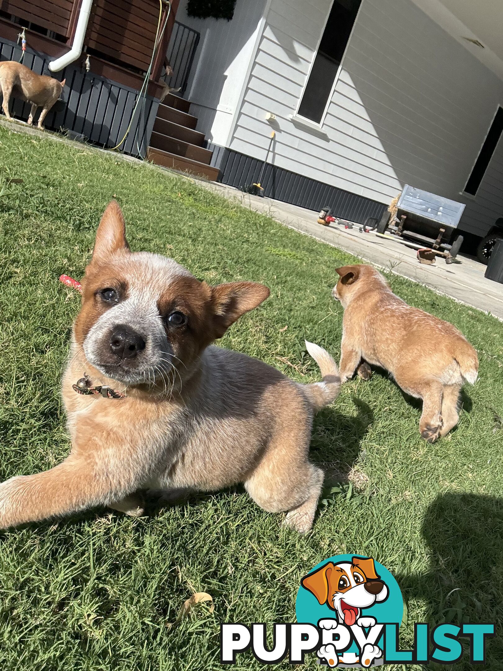 Purebred Red Cattle Dog puppies