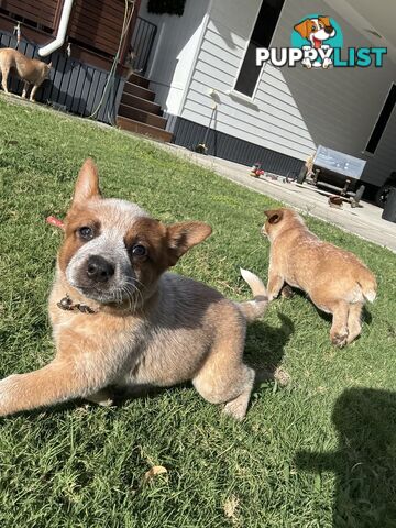 Purebred Red Cattle Dog puppies