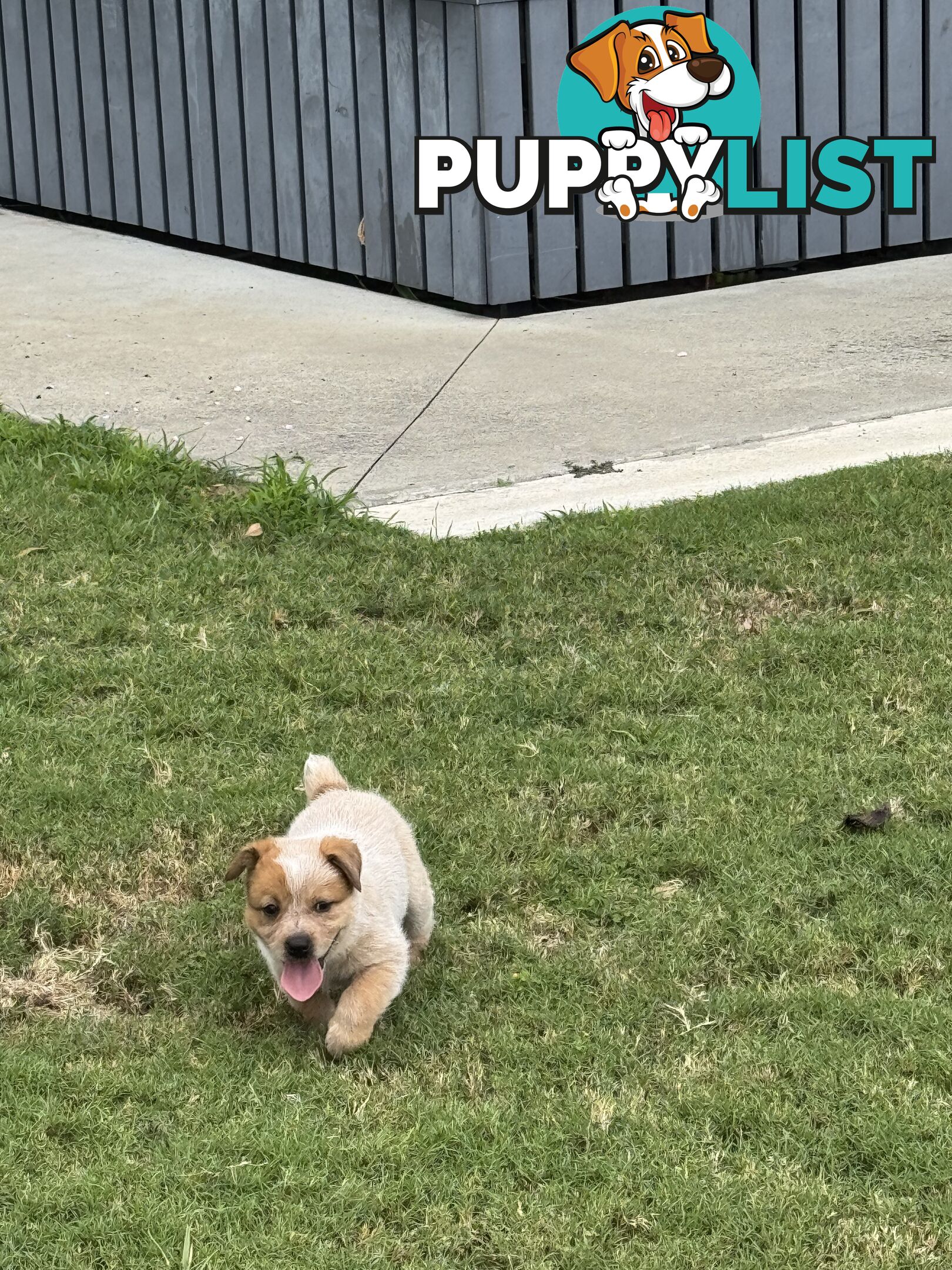 Purebred Red Cattle Dog puppies