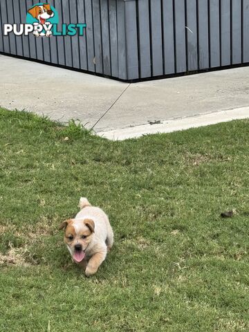 Purebred Red Cattle Dog puppies