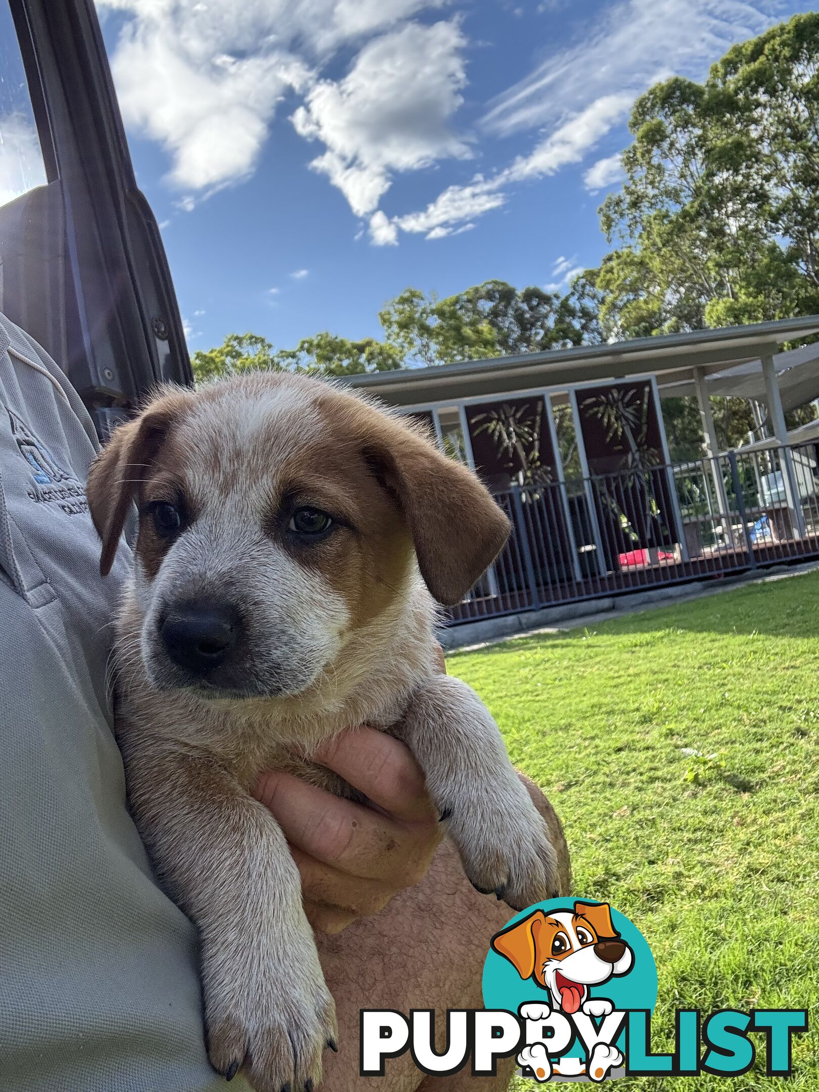 Purebred Red Cattle Dog puppies