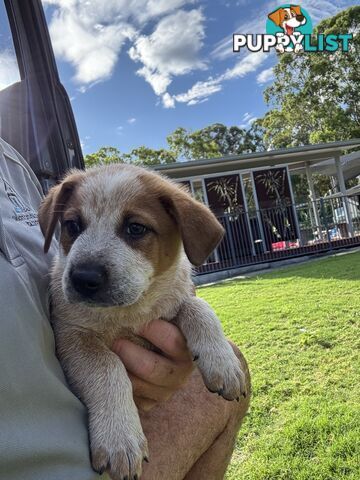 Purebred Red Cattle Dog puppies