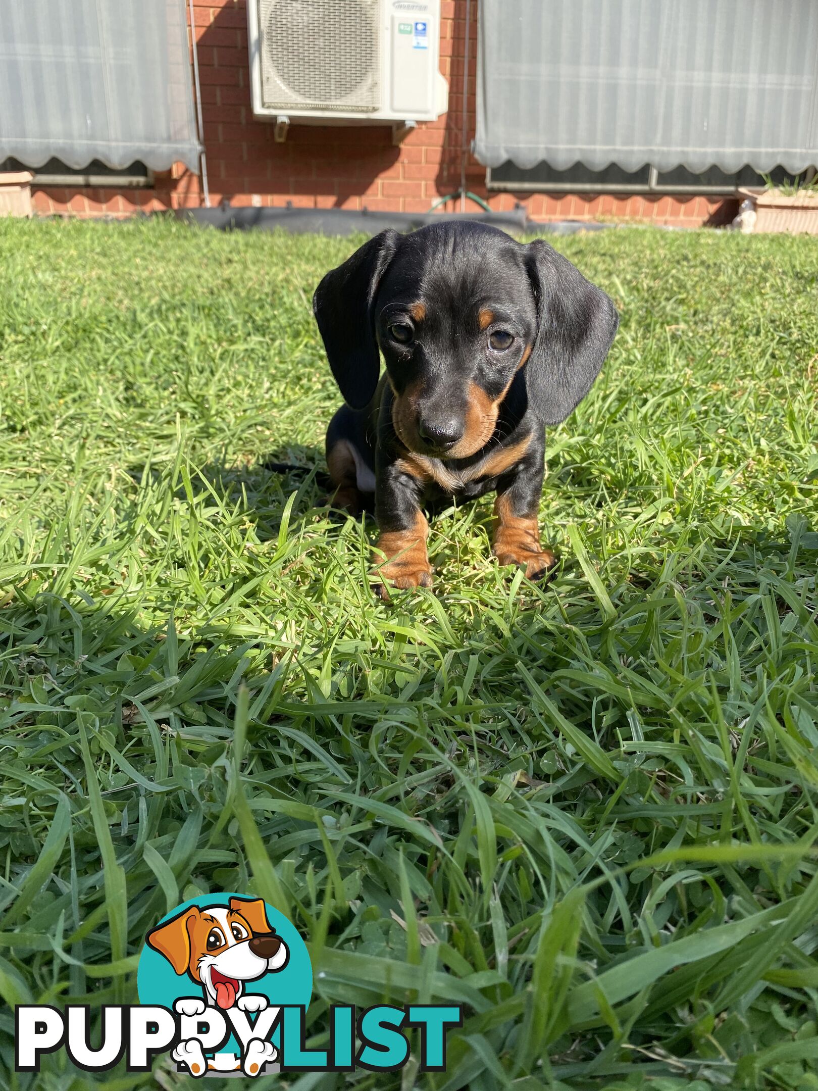 11 Week Male Mini Dachshund Puppy