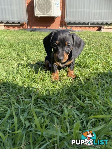 11 Week Male Mini Dachshund Puppy