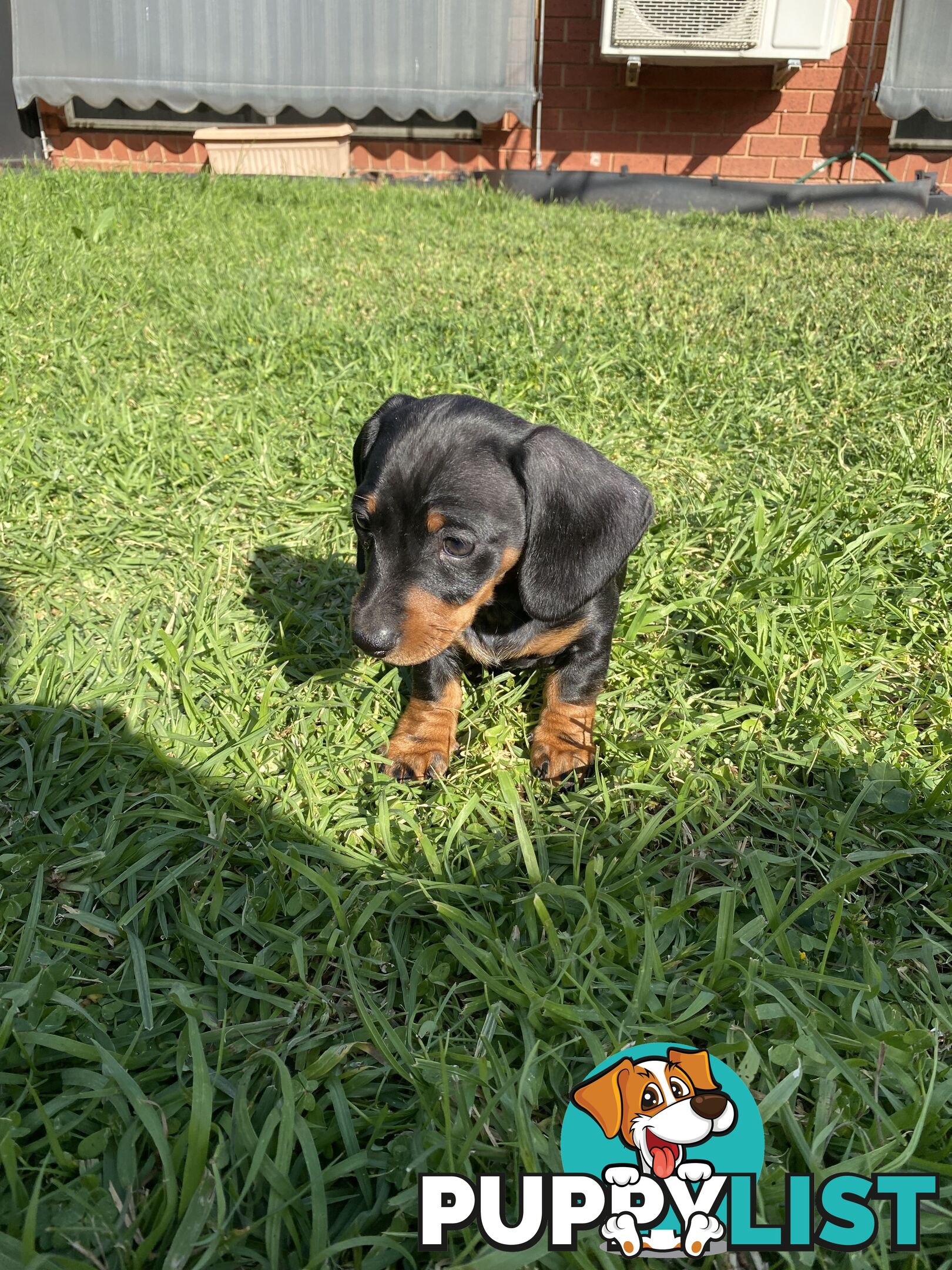 11 Week Male Mini Dachshund Puppy