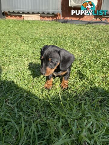 11 Week Male Mini Dachshund Puppy