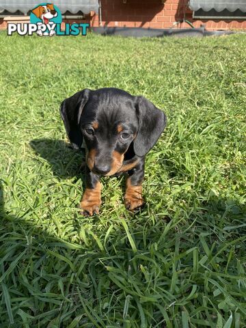 11 Week Male Mini Dachshund Puppy