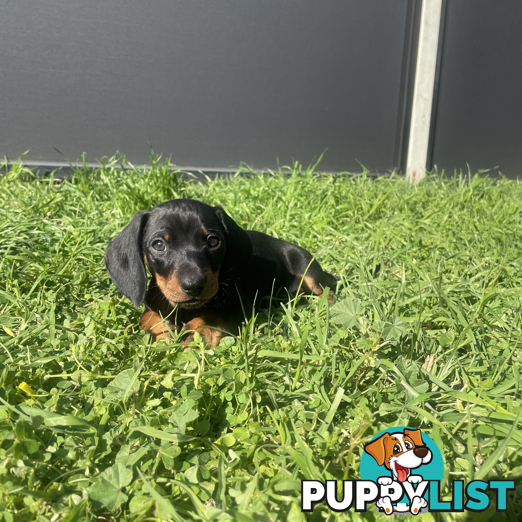 11 Week Male Mini Dachshund Puppy