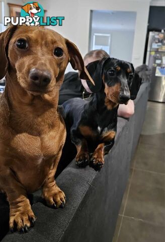 11 Week Male Mini Dachshund Puppy