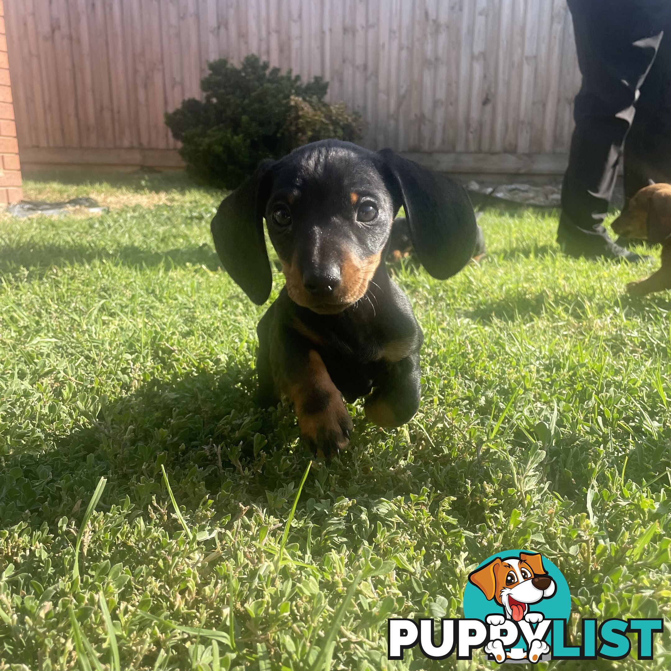 11 Week Male Mini Dachshund Puppy