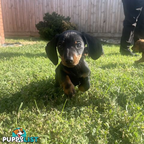 11 Week Male Mini Dachshund Puppy