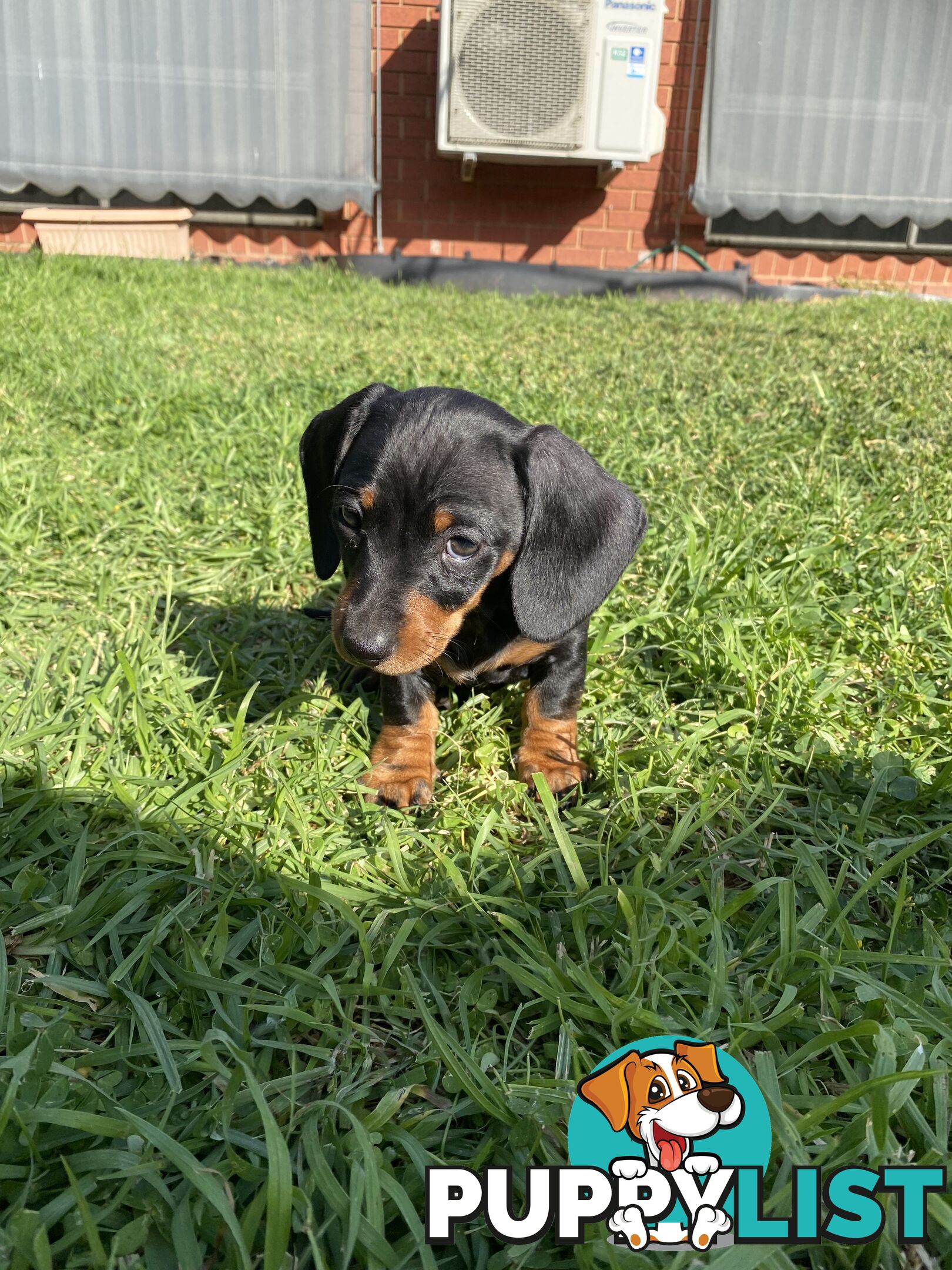 11 Week Male Mini Dachshund Puppy