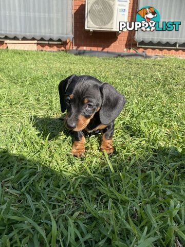 11 Week Male Mini Dachshund Puppy