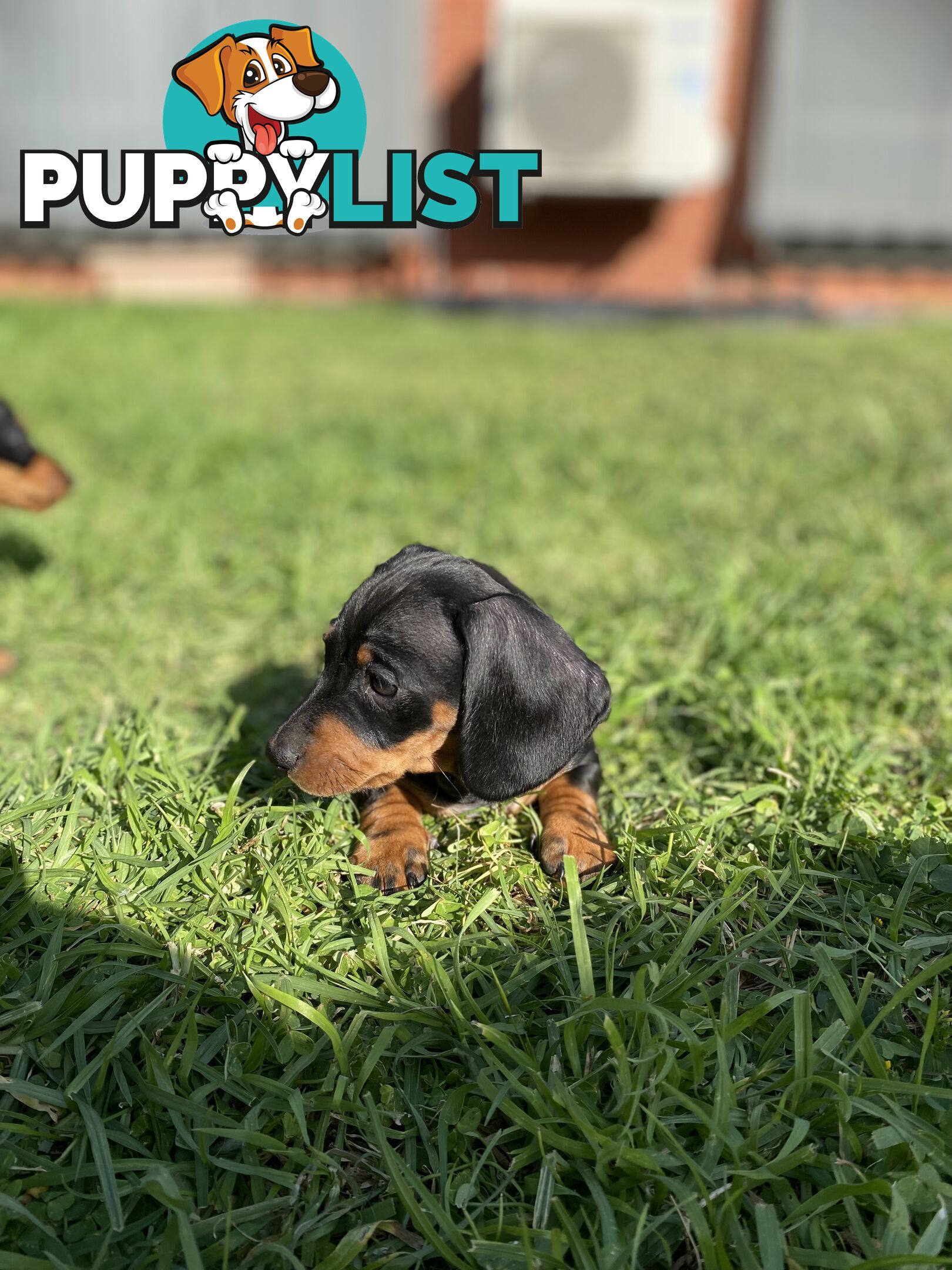 11 Week Male Mini Dachshund Puppy