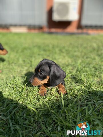 11 Week Male Mini Dachshund Puppy