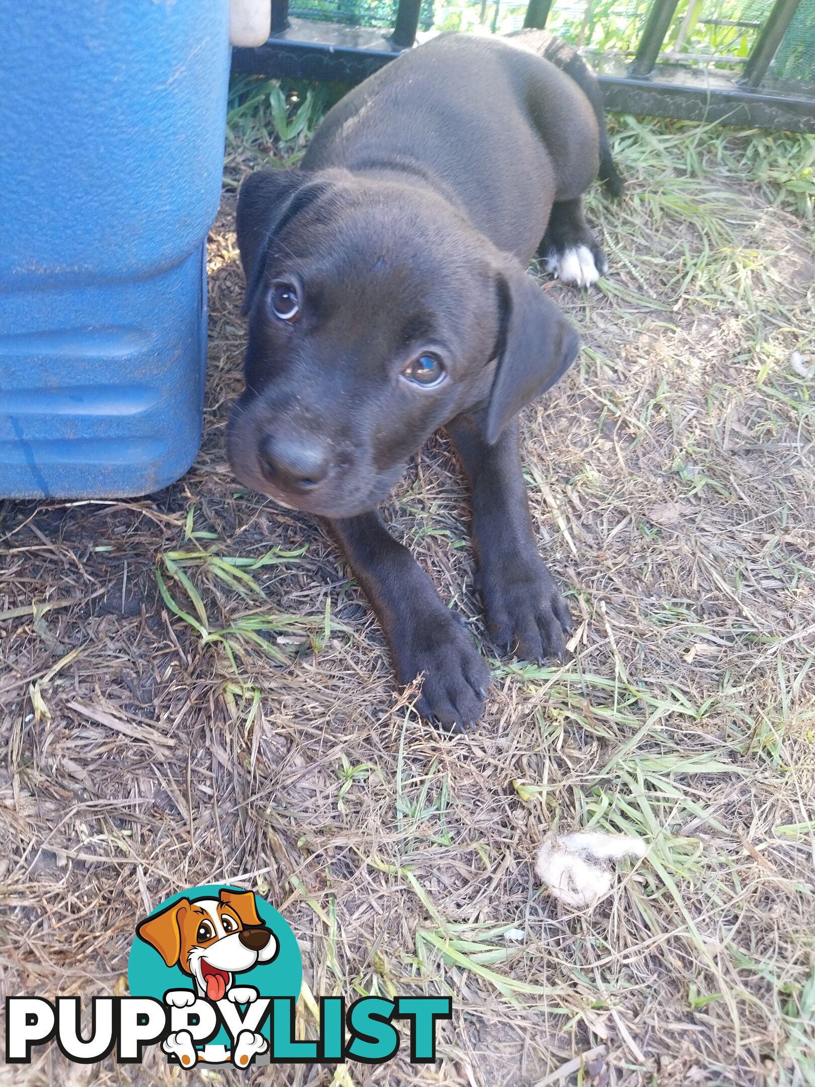 Gorgeous amstaff cross puppies