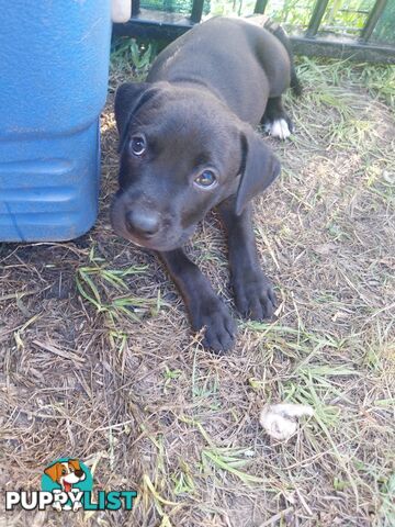 Amstaff cross