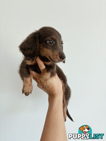 Miniature Dachshunds, cream carriers