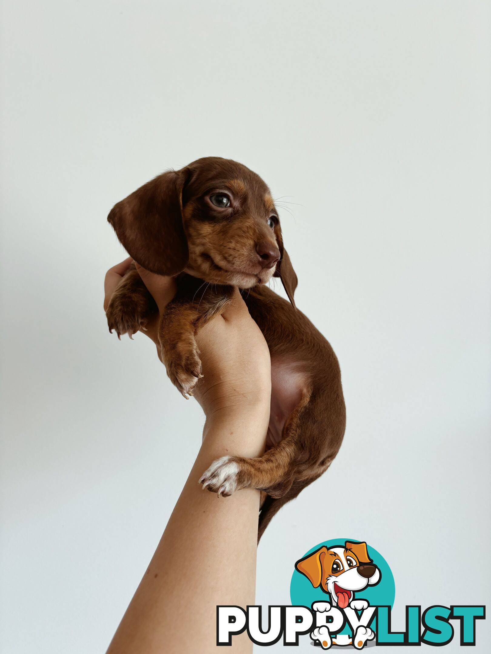 Miniature Dachshunds, cream carriers