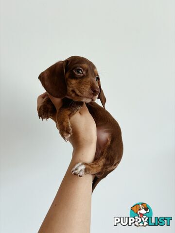 Miniature Dachshunds, cream carriers