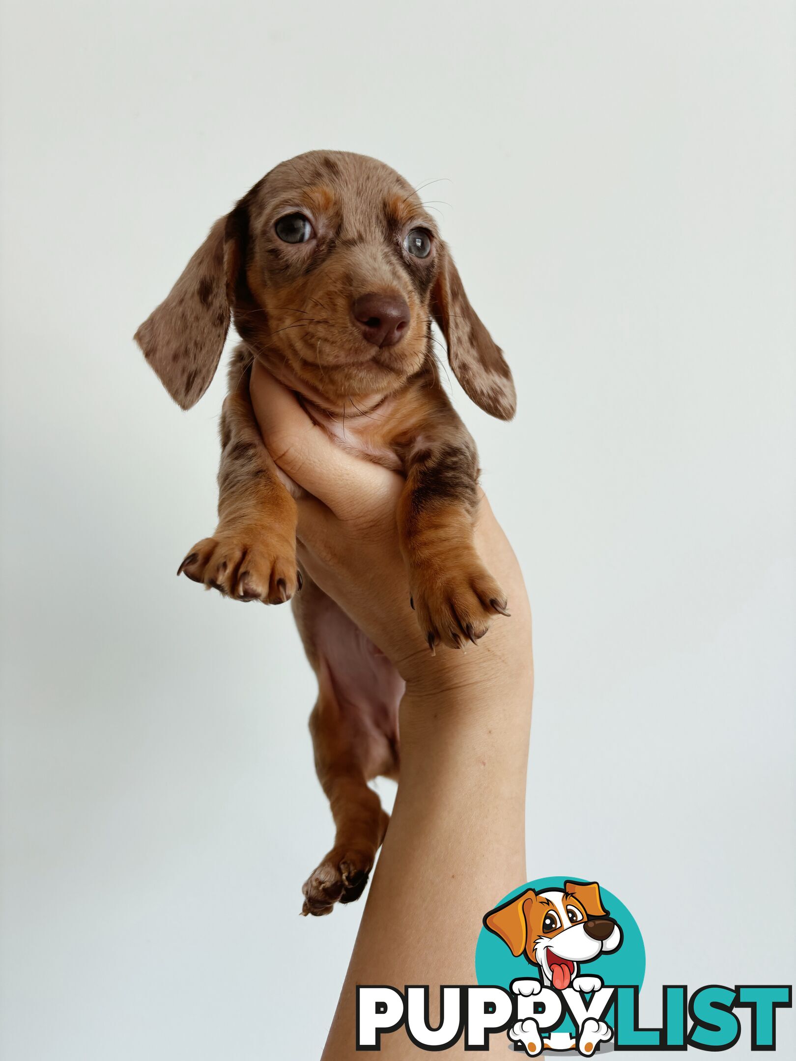 Miniature Dachshunds, cream carriers