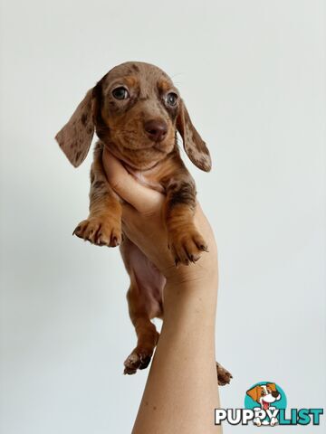 Miniature Dachshunds, cream carriers