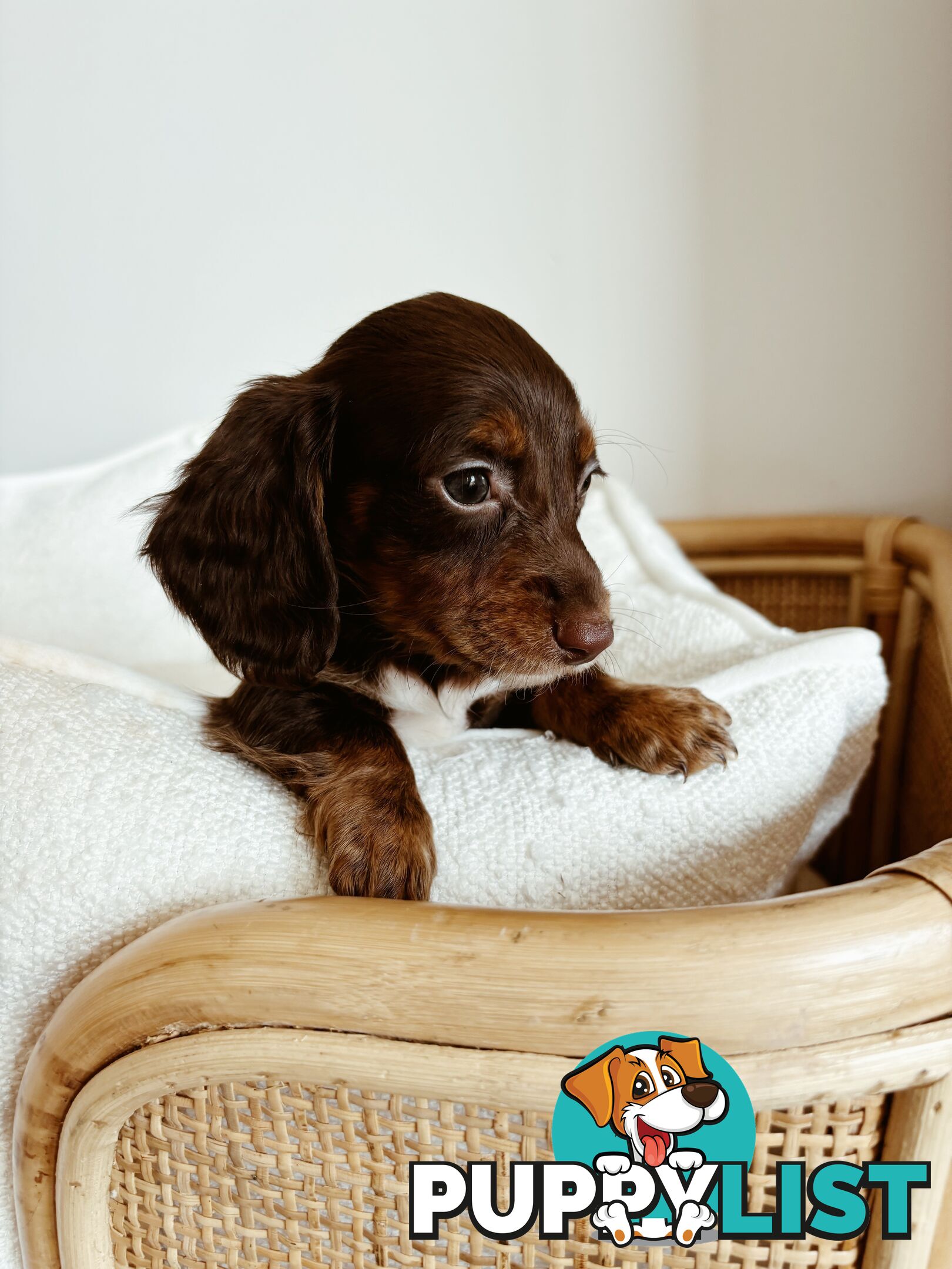 Miniature Dachshunds, cream carriers