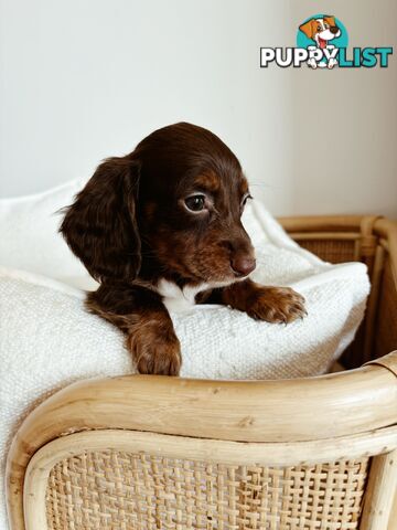 Miniature Dachshunds, cream carriers