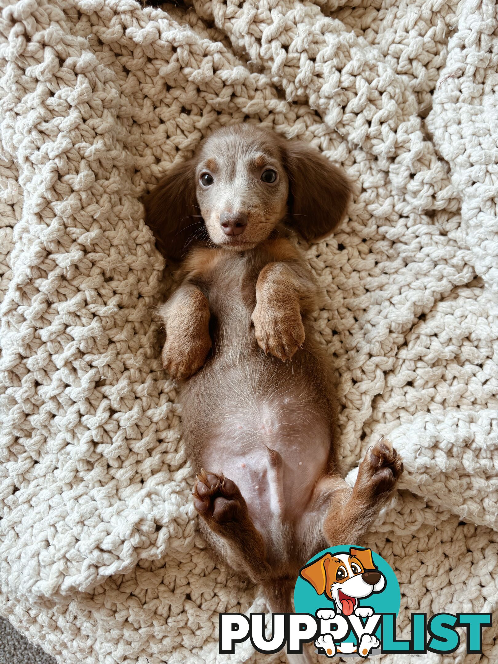 Miniature Dachshunds, cream carriers