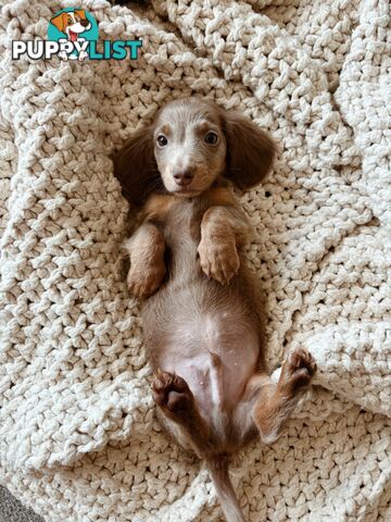 Miniature Dachshunds, cream carriers