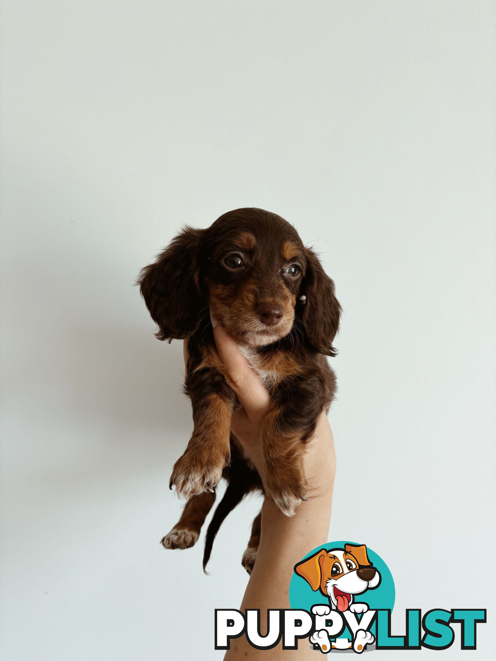 Miniature Dachshunds, cream carriers