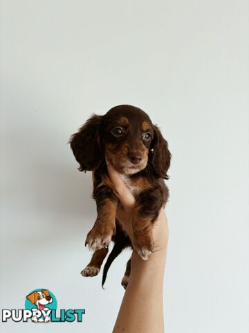 Miniature Dachshunds, cream carriers