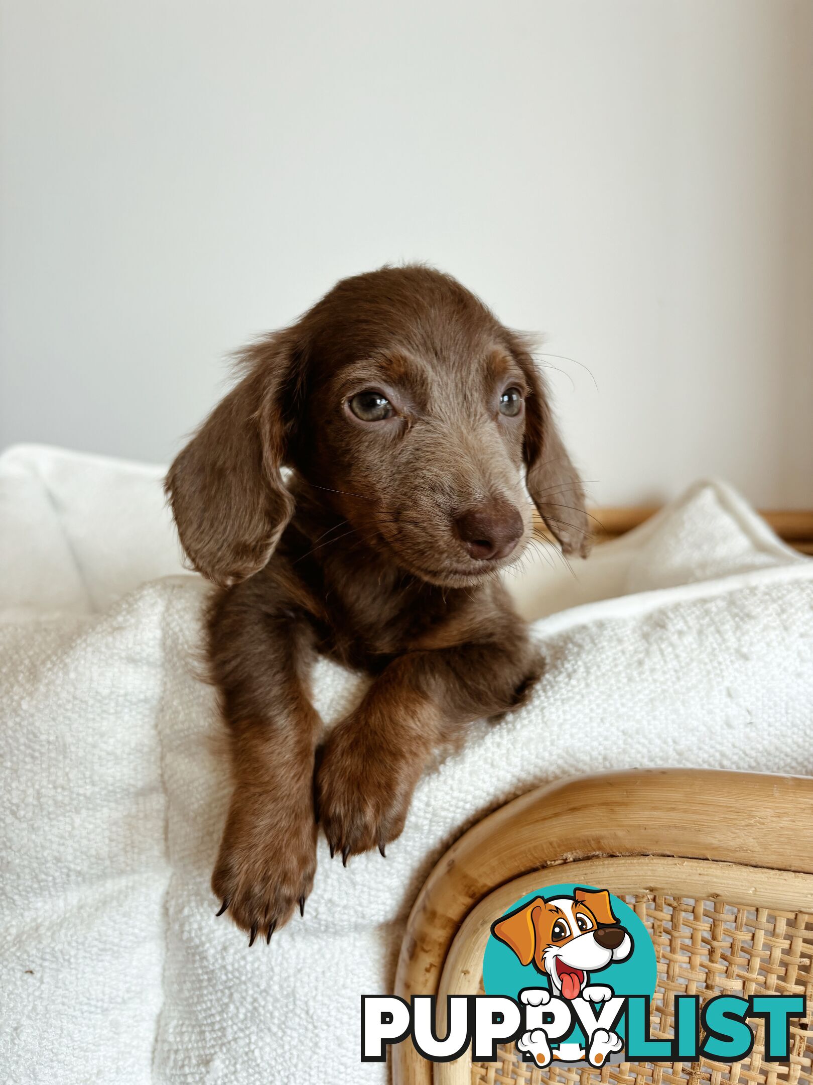 Miniature Dachshunds, cream carriers