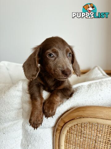 Miniature Dachshunds, cream carriers