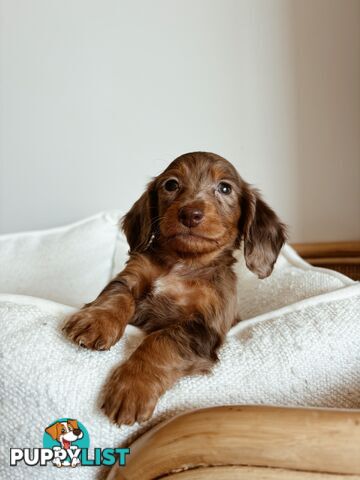 Miniature Dachshunds, cream carriers