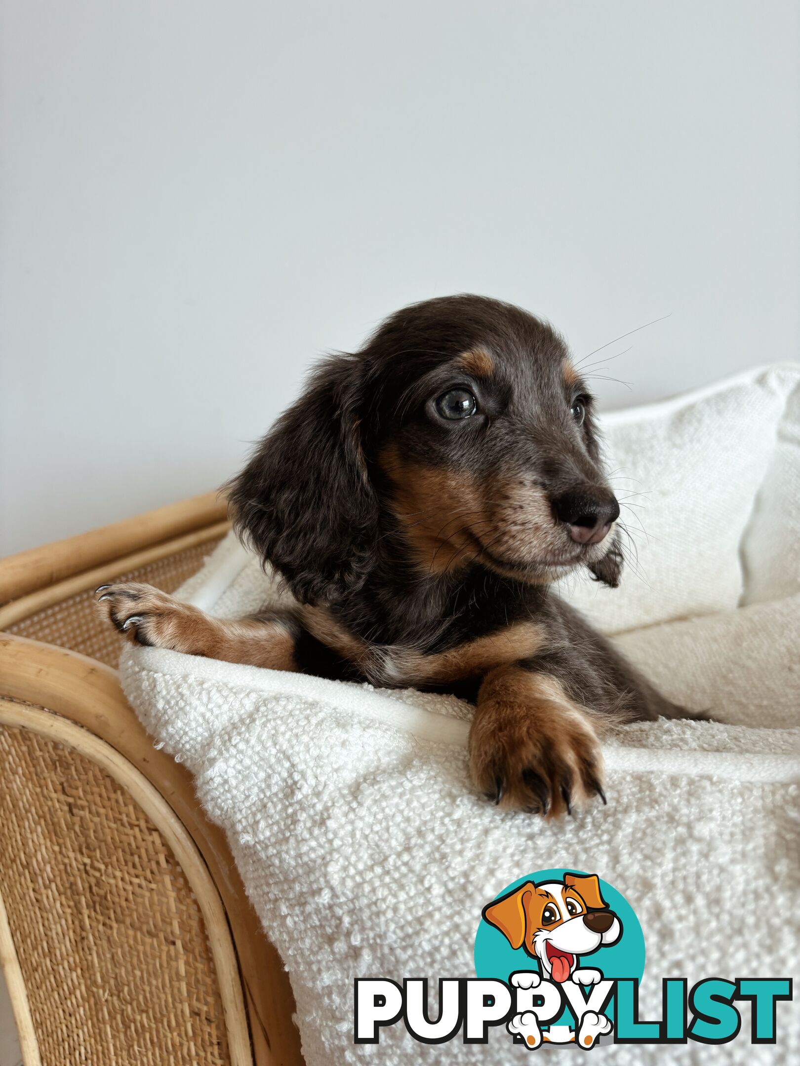 Miniature Dachshunds, cream carriers