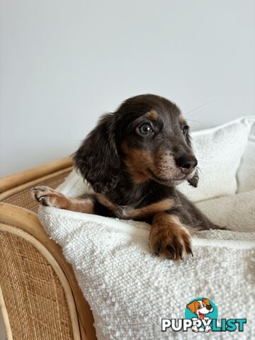 Miniature Dachshunds, cream carriers